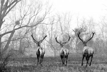 Stags in Hungary